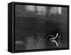 Basilisk Lizard of Mexico "Running" on the Water-Ralph Morse-Framed Stretched Canvas