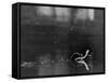 Basilisk Lizard of Mexico "Running" on the Water-Ralph Morse-Framed Stretched Canvas