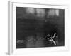 Basilisk Lizard of Mexico "Running" on the Water-Ralph Morse-Framed Photographic Print