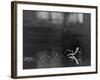 Basilisk Lizard of Mexico "Running" on the Water-Ralph Morse-Framed Photographic Print