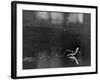 Basilisk Lizard of Mexico "Running" on the Water-Ralph Morse-Framed Photographic Print