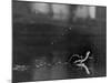 Basilisk Lizard of Mexico "Running" on the Water-Ralph Morse-Mounted Photographic Print