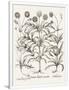 Gramercy White