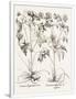 Gramercy White