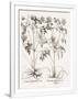 Gramercy White