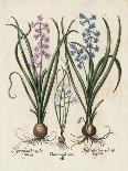 Besler Narcissus I-Basilus Besler-Art Print