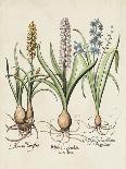 Besler Narcissus I-Basilus Besler-Art Print