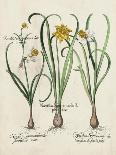 Besler Narcissus I-Basilus Besler-Art Print