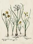 Besler Narcissus I-Basilus Besler-Art Print