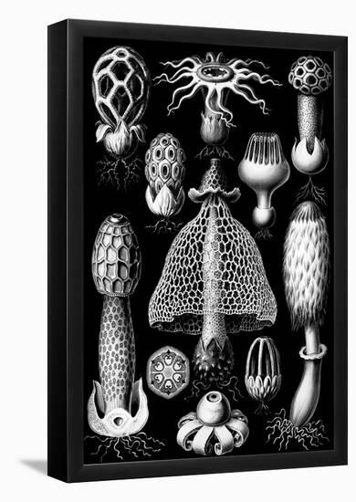 Basimycetes Nature Art Print Poster by Ernst Haeckel-null-Framed Poster