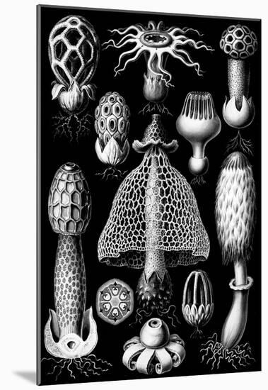 Basimycetes Nature Art Print Poster by Ernst Haeckel-null-Mounted Poster