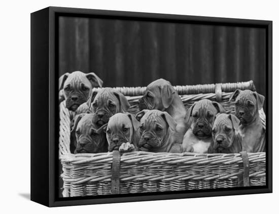 Basket-Full of Boxer Puppies with Their Adorable Wrinkled Heads-Thomas Fall-Framed Stretched Canvas