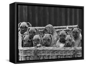 Basket-Full of Boxer Puppies with Their Adorable Wrinkled Heads-Thomas Fall-Framed Stretched Canvas