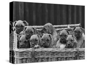 Basket-Full of Boxer Puppies with Their Adorable Wrinkled Heads-Thomas Fall-Stretched Canvas