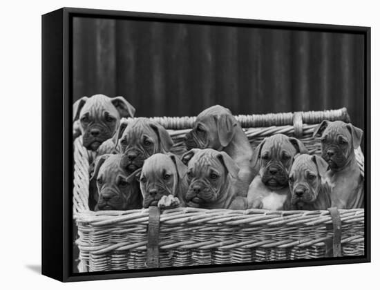 Basket-Full of Boxer Puppies with Their Adorable Wrinkled Heads-Thomas Fall-Framed Stretched Canvas