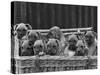 Basket-Full of Boxer Puppies with Their Adorable Wrinkled Heads-Thomas Fall-Stretched Canvas