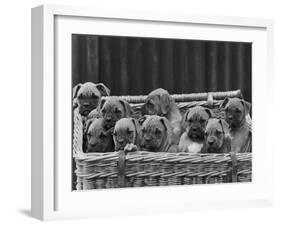 Basket-Full of Boxer Puppies with Their Adorable Wrinkled Heads-Thomas Fall-Framed Photographic Print