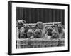 Basket-Full of Boxer Puppies with Their Adorable Wrinkled Heads-Thomas Fall-Framed Photographic Print