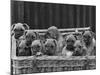 Basket-Full of Boxer Puppies with Their Adorable Wrinkled Heads-Thomas Fall-Mounted Photographic Print