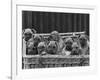 Basket-Full of Boxer Puppies with Their Adorable Wrinkled Heads-Thomas Fall-Framed Photographic Print