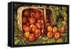 Basket of Apples-Levi Wells Prentice-Framed Stretched Canvas