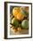 Basket of Assorted Citrus Fruit-Vladimir Shulevsky-Framed Photographic Print