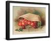 Basket of Cherries, Christmas Card-null-Framed Giclee Print