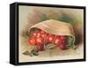 Basket of Cherries, Christmas Card-null-Framed Stretched Canvas