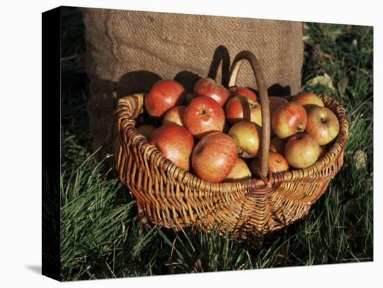 Basket of Cider Apples, Pays d'Auge, Normandie (Normandy), France-Guy Thouvenin-Stretched Canvas