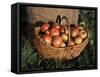 Basket of Cider Apples, Pays d'Auge, Normandie (Normandy), France-Guy Thouvenin-Framed Stretched Canvas