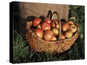 Basket of Cider Apples, Pays d'Auge, Normandie (Normandy), France-Guy Thouvenin-Stretched Canvas