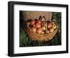 Basket of Cider Apples, Pays d'Auge, Normandie (Normandy), France-Guy Thouvenin-Framed Photographic Print