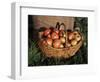 Basket of Cider Apples, Pays d'Auge, Normandie (Normandy), France-Guy Thouvenin-Framed Photographic Print