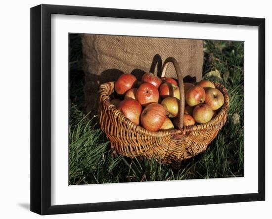 Basket of Cider Apples, Pays d'Auge, Normandie (Normandy), France-Guy Thouvenin-Framed Photographic Print