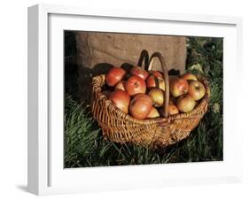 Basket of Cider Apples, Pays d'Auge, Normandie (Normandy), France-Guy Thouvenin-Framed Photographic Print