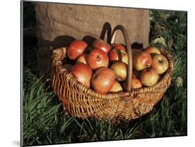 Basket of Cider Apples, Pays d'Auge, Normandie (Normandy), France-Guy Thouvenin-Mounted Photographic Print