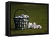 Basket of Golf Balls-null-Framed Stretched Canvas