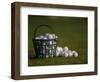 Basket of Golf Balls-null-Framed Photographic Print