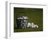 Basket of Golf Balls-null-Framed Photographic Print