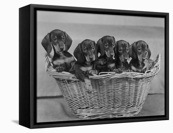 Basket of Puppies-Thomas Fall-Framed Stretched Canvas