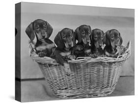 Basket of Puppies-Thomas Fall-Stretched Canvas
