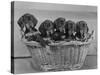 Basket of Puppies-Thomas Fall-Stretched Canvas