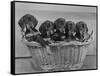 Basket of Puppies-Thomas Fall-Framed Stretched Canvas