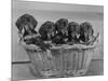 Basket of Puppies-Thomas Fall-Mounted Photographic Print