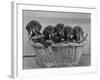 Basket of Puppies-Thomas Fall-Framed Photographic Print