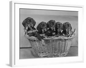 Basket of Puppies-Thomas Fall-Framed Photographic Print