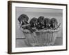 Basket of Puppies-Thomas Fall-Framed Photographic Print