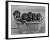 Basket of Puppies-Thomas Fall-Framed Photographic Print