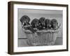 Basket of Puppies-Thomas Fall-Framed Photographic Print