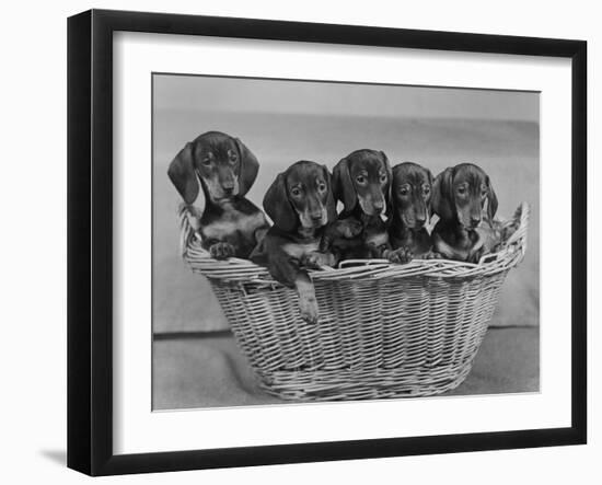 Basket of Puppies-Thomas Fall-Framed Photographic Print